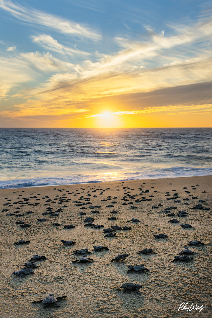 Tons of Turtles Many baby sea turtles scattered across a sandy beach moving toward the ocean at sunset.