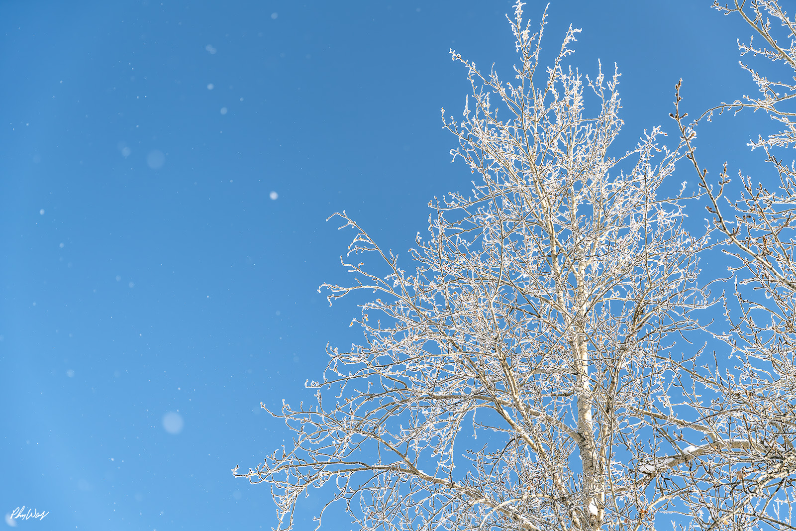Crying Ice Ice coated tree branches covered in frost against a clear blue winter sky in Fairbanks Alaska.