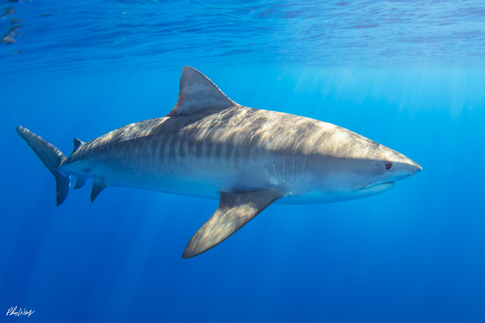 Tiger Shark Stare Tiger shark swimming underwater in clear blue ocean waters in Hawaii.