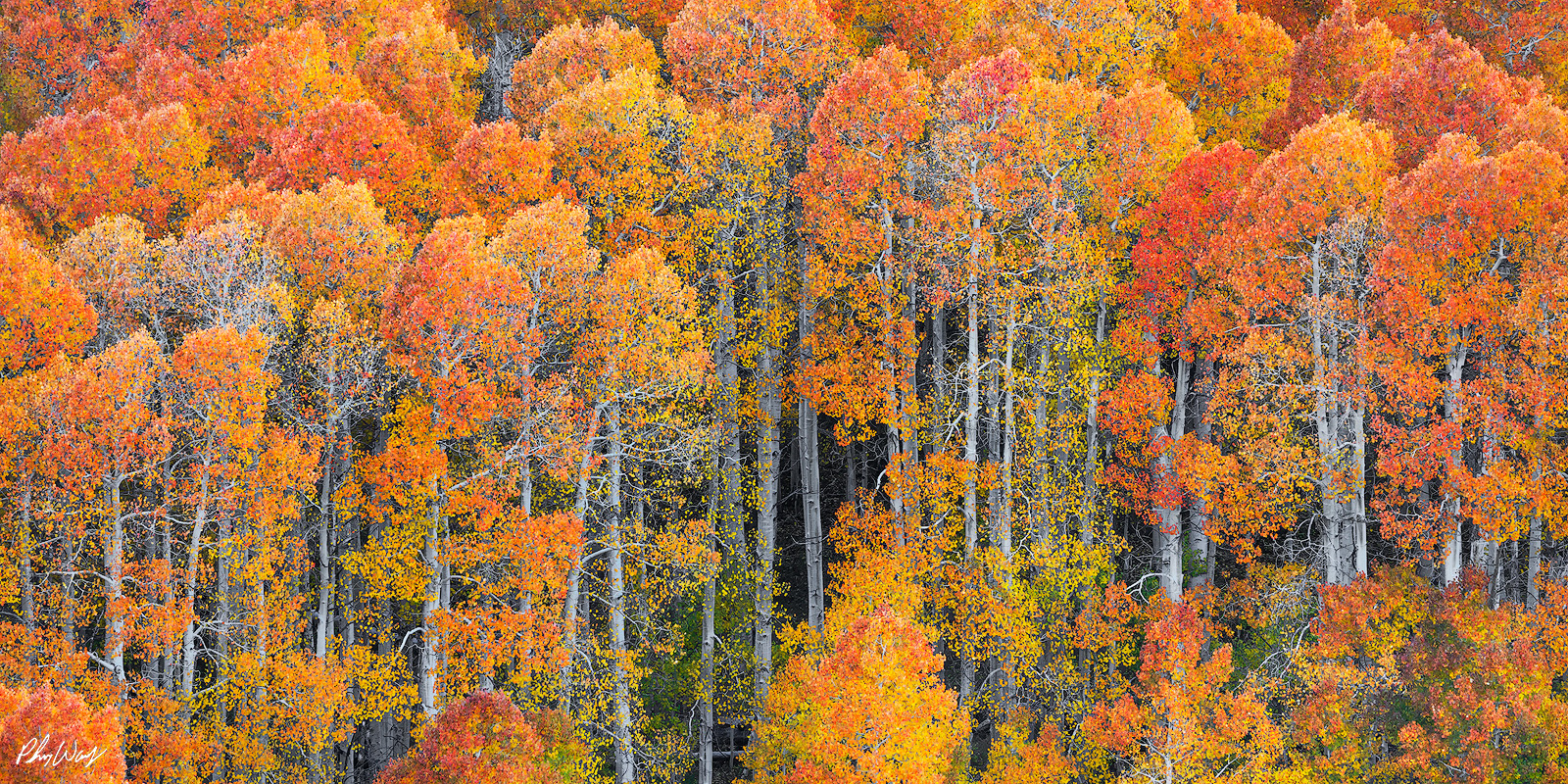 A Plethora of Colors Dense aspen forest filled with vibrant fall colors in Lee Vining, Eastern Sierra Nevada, California.