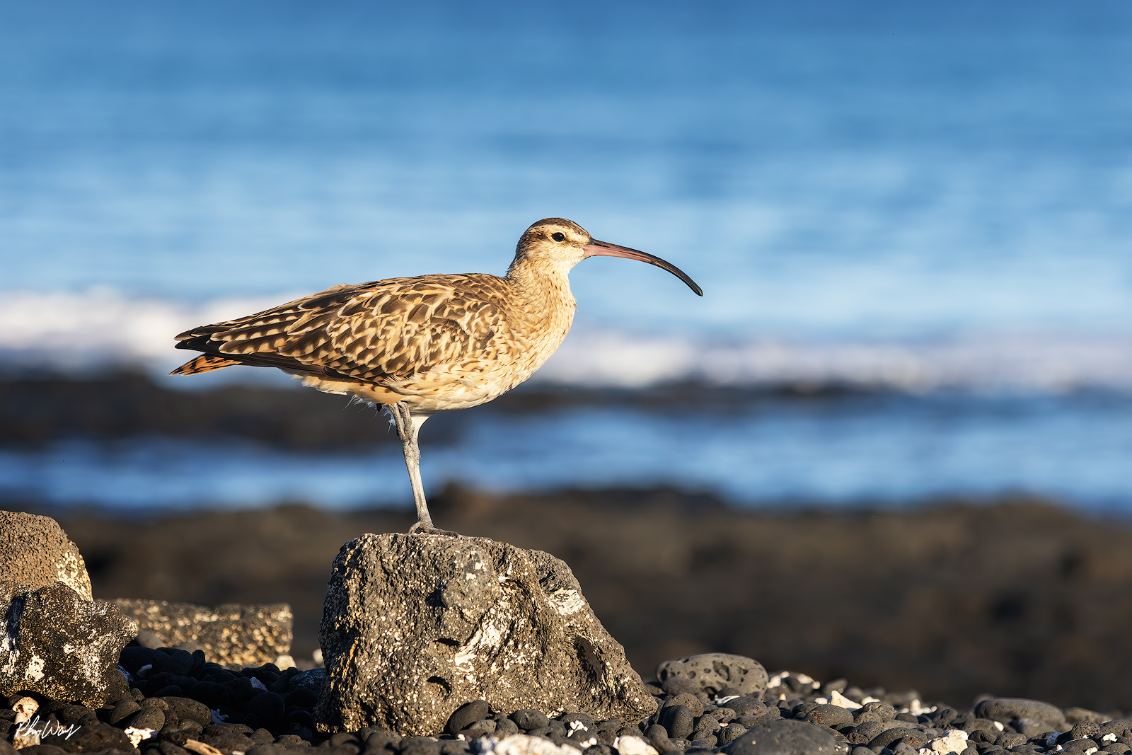 Bristle Thighed Curlew Bristle thighed curlew standing on volcanic rock along the Hawaiian coastline with ocean background.