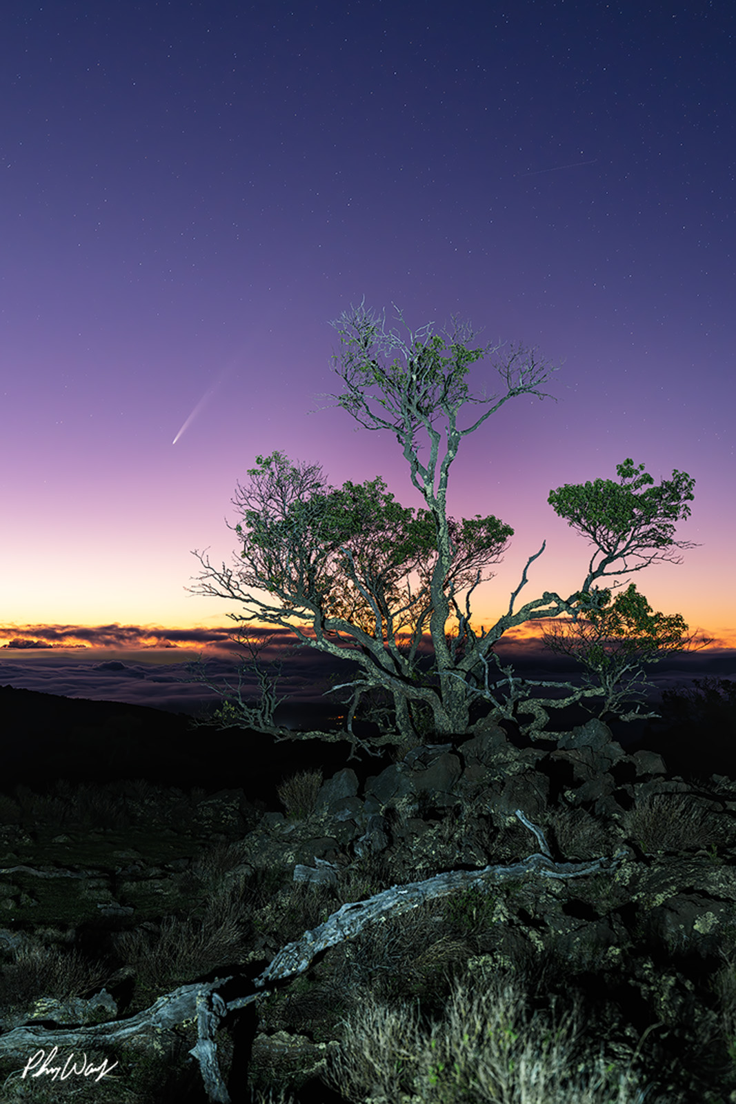 Atlas Comet for Sunrise Comet ATLAS above a windswept tree at sunrise on Mauna Kea, Big Island of Hawaii.
