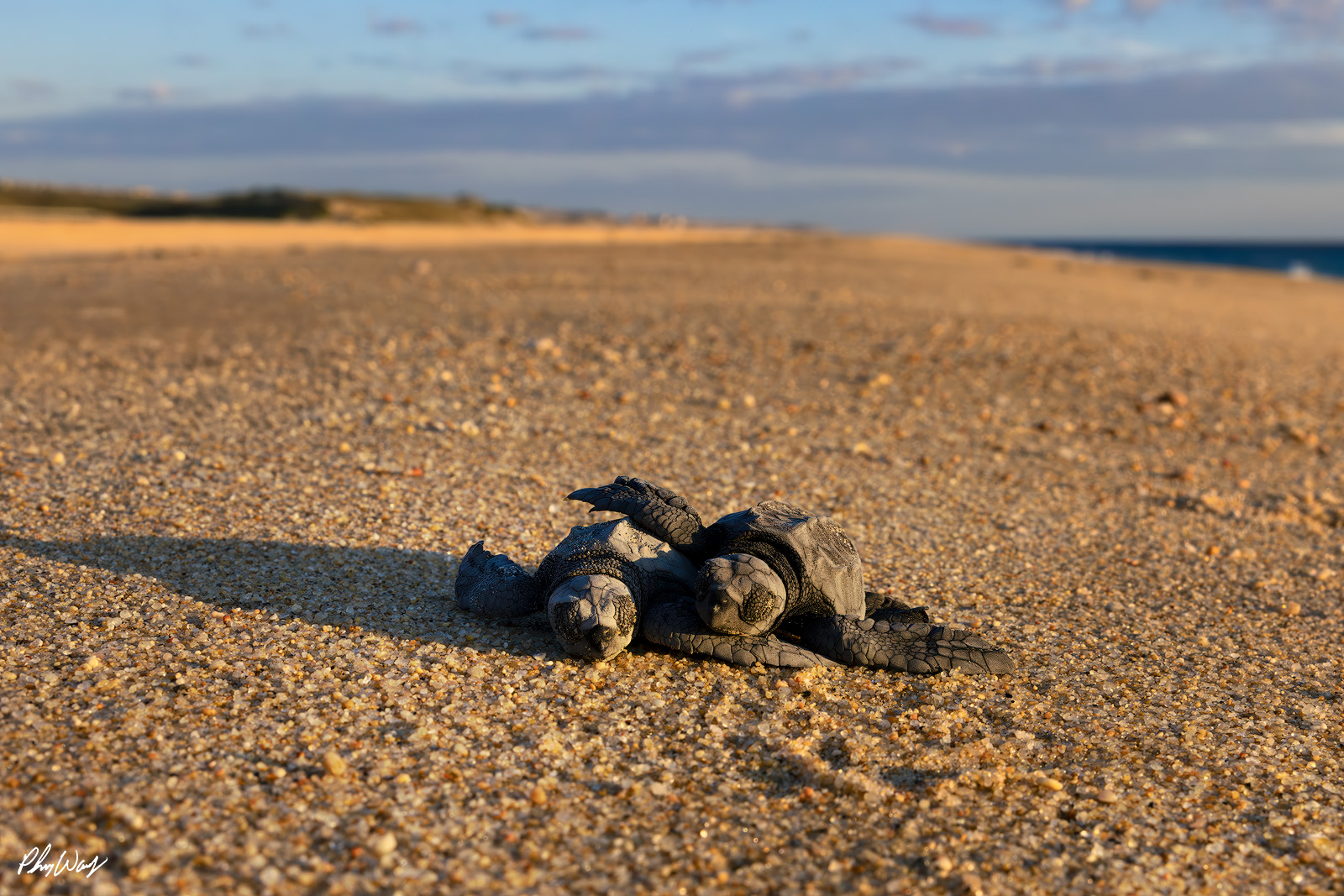 Turtle Cuddles Two baby sea turtles resting together on sandy beach with soft light and distant shoreline.