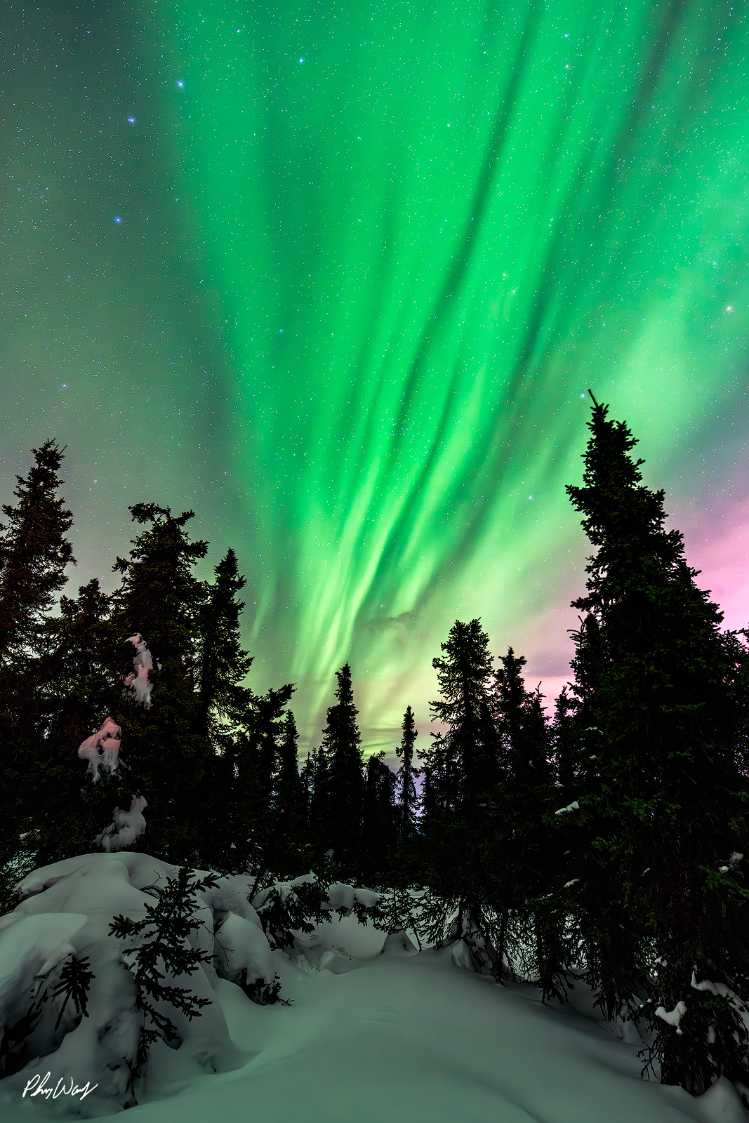 Alaska Blast Bright green aurora borealis over snowy forest in the White Mountains of Yukon Alaska