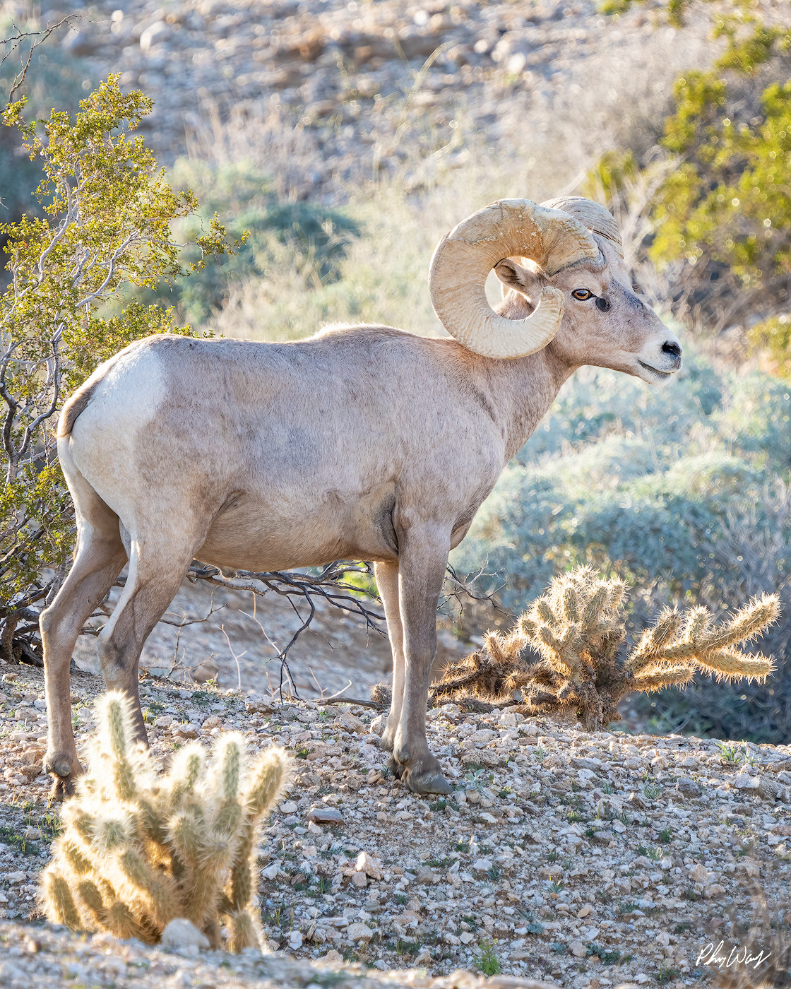 Anza Ram Desert bighorn sheep standing among rocks and desert plants near Bishop, California.
