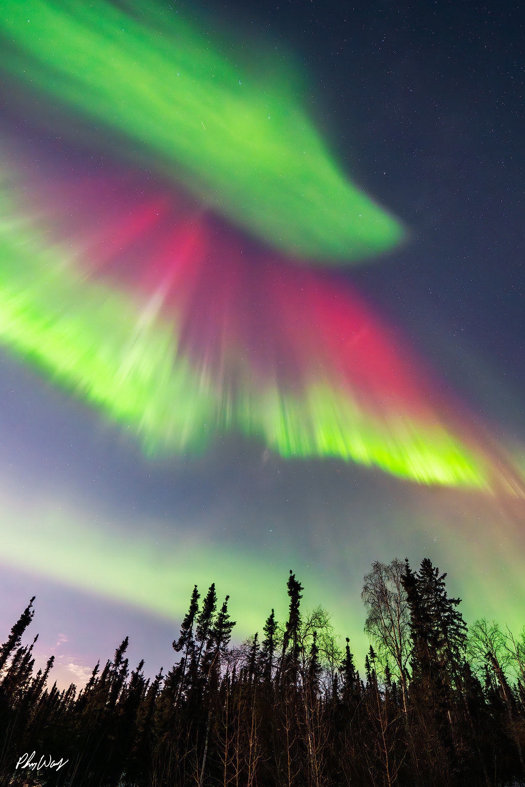 Aurora Magic Green and red aurora borealis sweeping over forest in the White Mountains Yukon Alaska at night