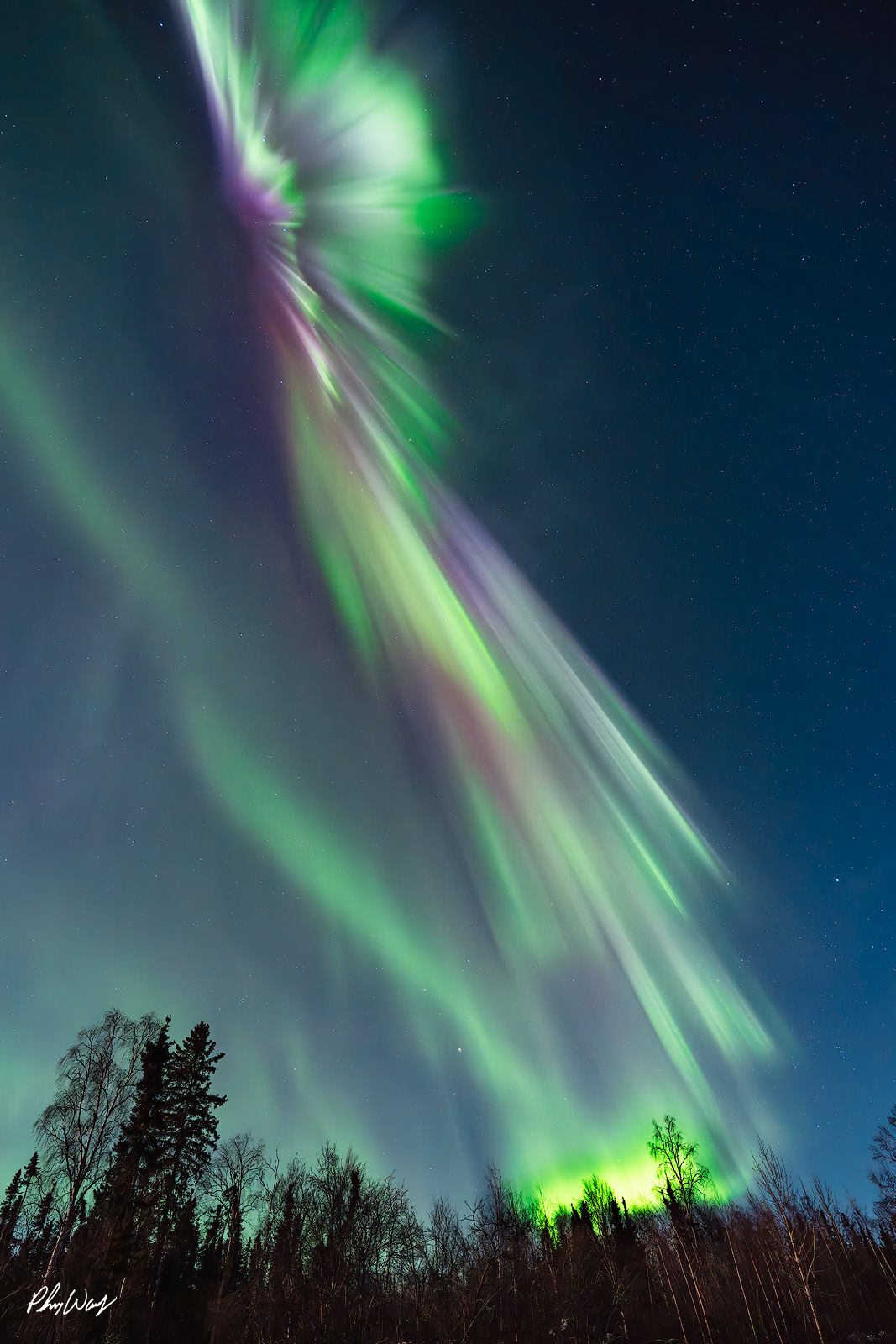 Aurora Night Flare Bright green and purple northern lights flaring across a star filled night sky above silhouetted trees in Fairbanks Alaska.