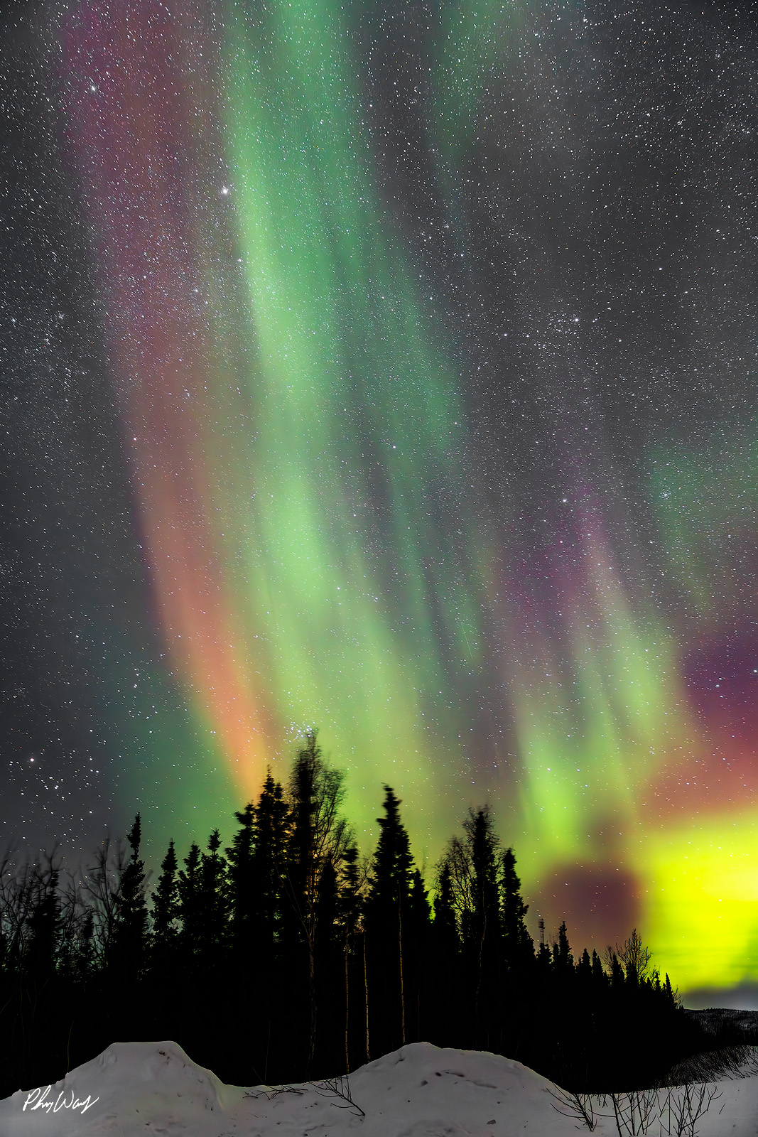 Aurora Bliss Colorful northern lights rising above snow covered forest and silhouetted trees at night in the White Mountains Yukon Alaska.
