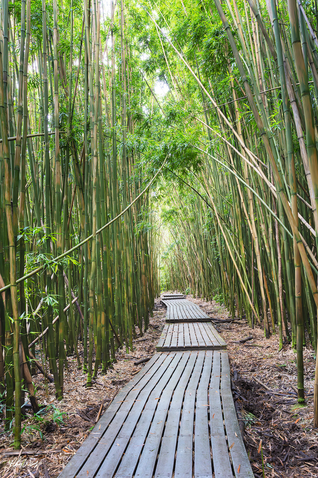 Bamboo in Hana Wooden boardwalk winding through a dense bamboo forest in Hana, Maui, Hawaii.