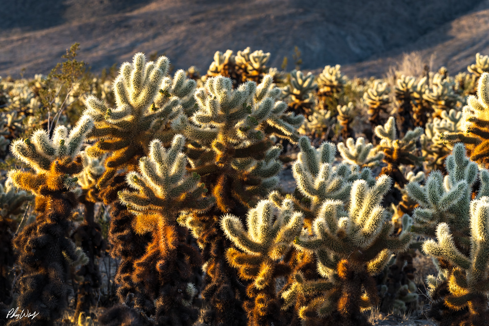 Cactus Pride Cholla cactus glowing in warm desert light in Joshua Tree National Park California.
