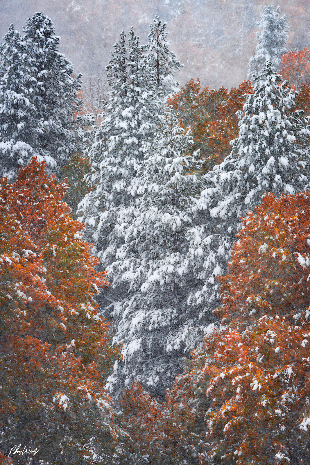 Fall Blizzard of Color Snow covered evergreen trees surrounded by colorful fall aspens in Lee Vining, Eastern Sierra Nevada, California.