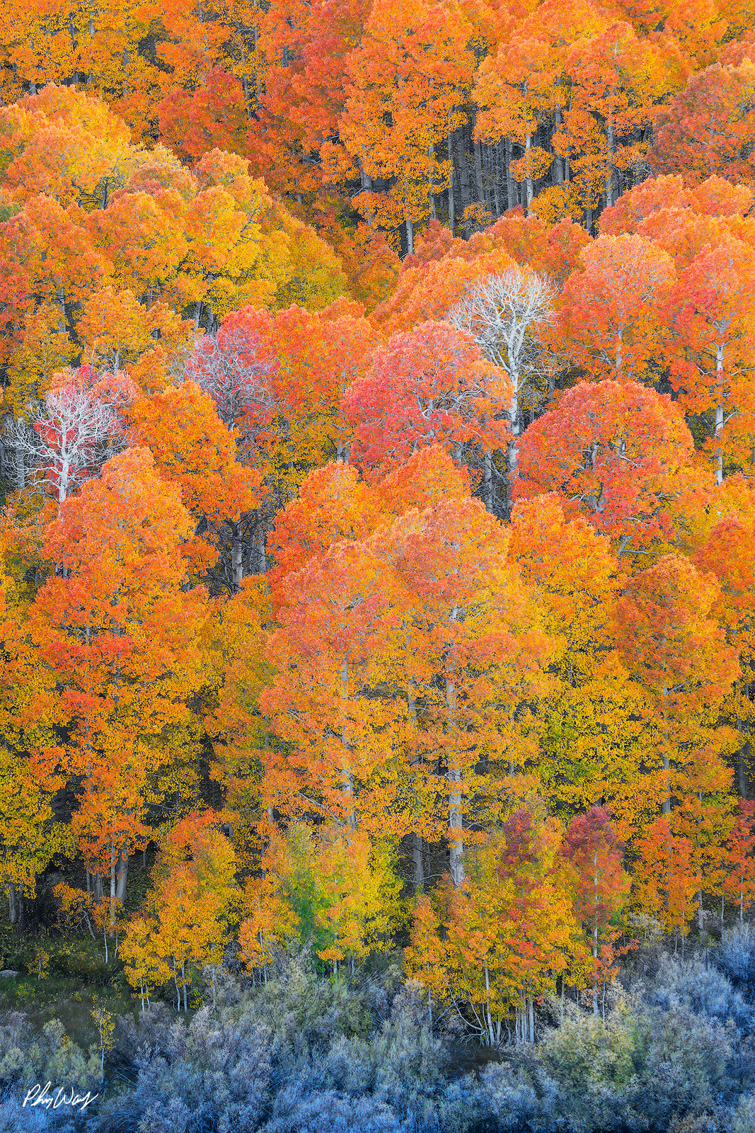 Crazy Colors in Fall Dense aspen forest filled with vibrant red, orange, and yellow fall foliage in Lee Vining, Eastern Sierra Nevada, California.