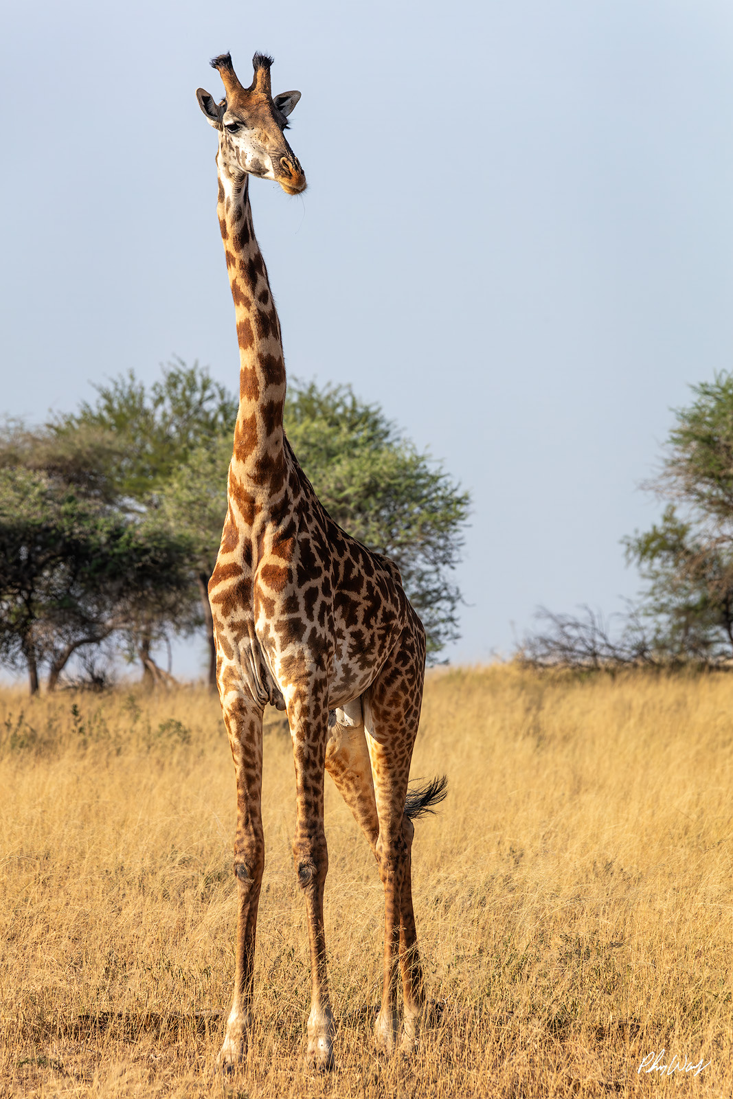 Curious Giraffe Giraffe standing tall in golden savanna grass in Maasai Mara National Reserve Kenya