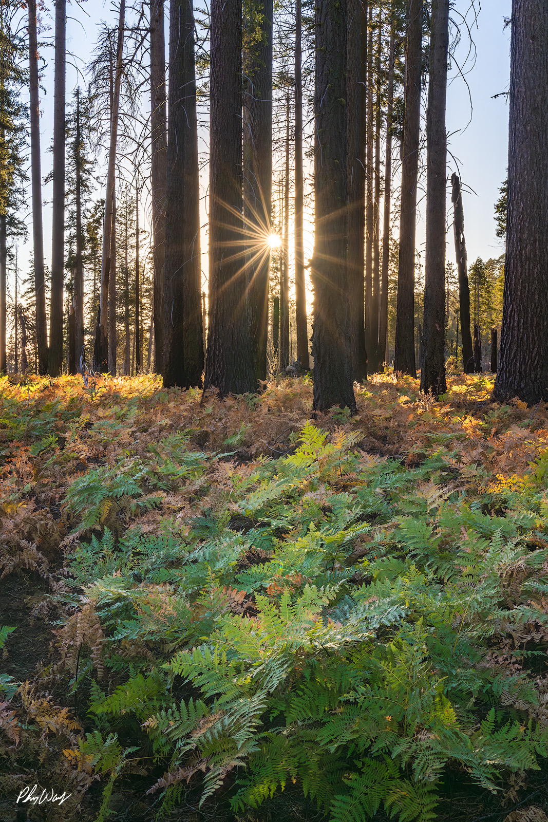 Ferngully Sun Flare Sun flare shining through tall forest trees over green ferns in Sequoia National Park, California.