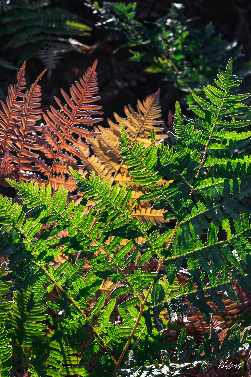Forest Colors Green and copper fern leaves layered with sunlight on forest floor in Sequoia National Park California.