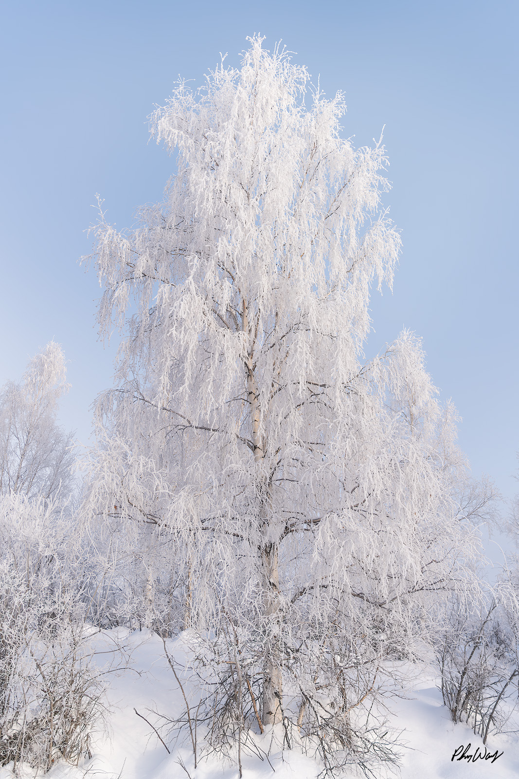 Frozen in Time Frost covered tree standing in a snowy winter landscape beneath a clear blue sky in Fairbanks Alaska.