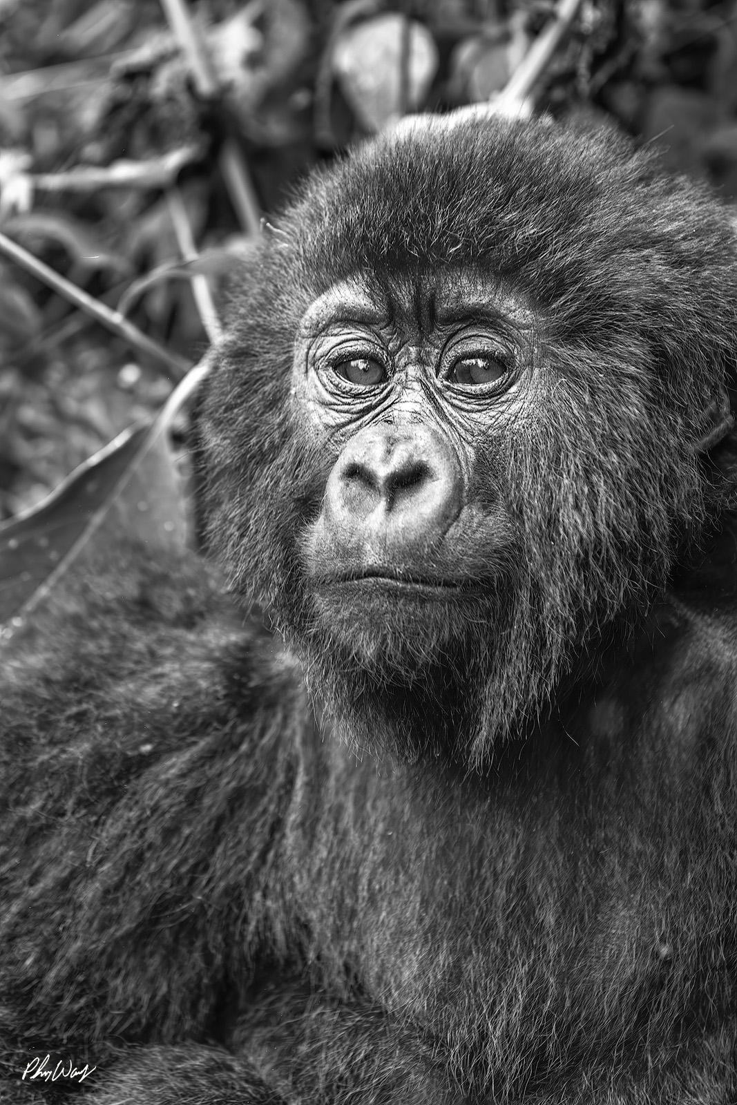 Gangsta Gorilla Black and white close up portrait of a mountain gorilla resting in Volcanoes National Park in Rwanda Africa.