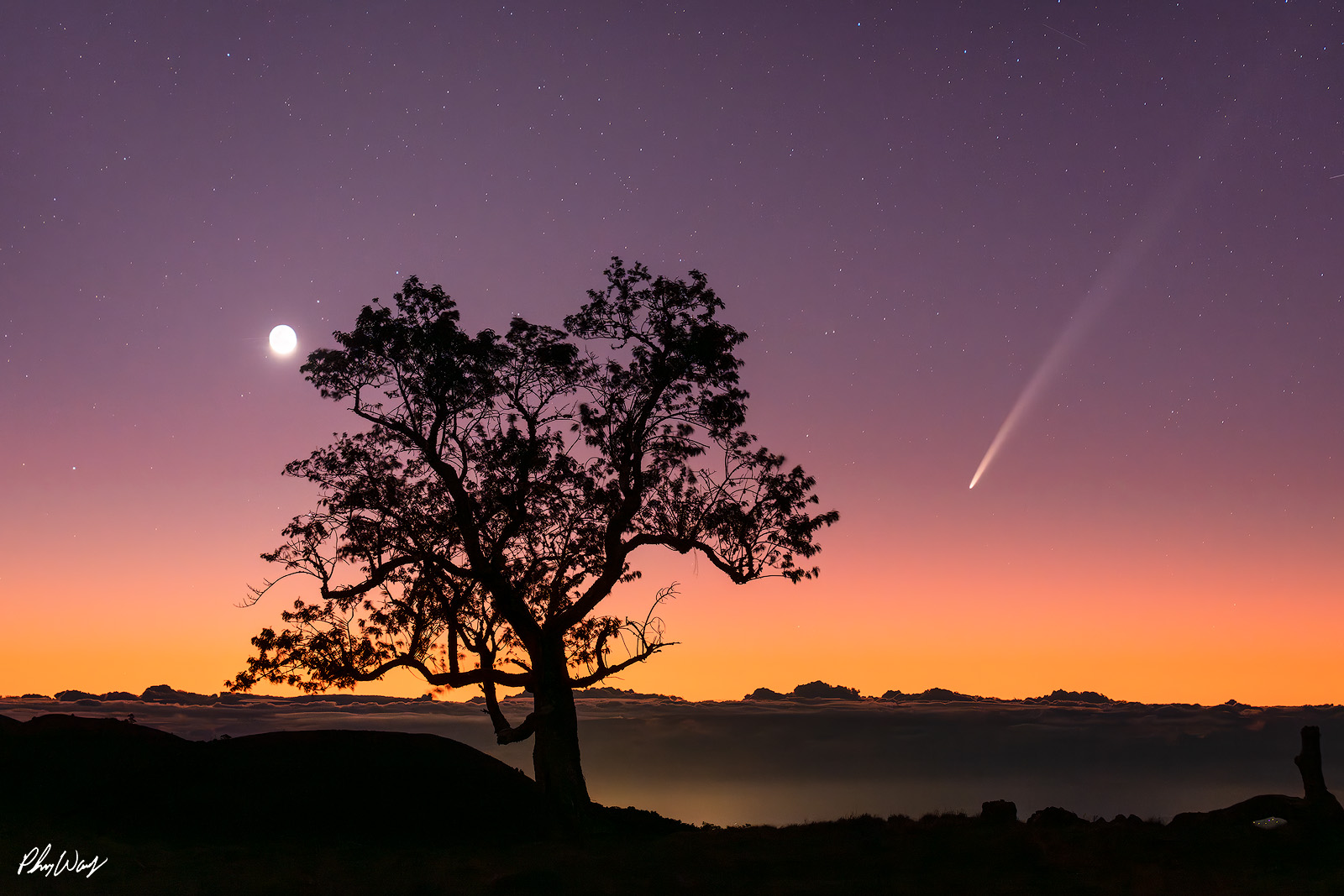 Goodbye Atlas Comet Silhouette of a tree at sunset with Comet ATLAS, the moon, and stars visible in the twilight sky above Mauna Kea, Hawaii.