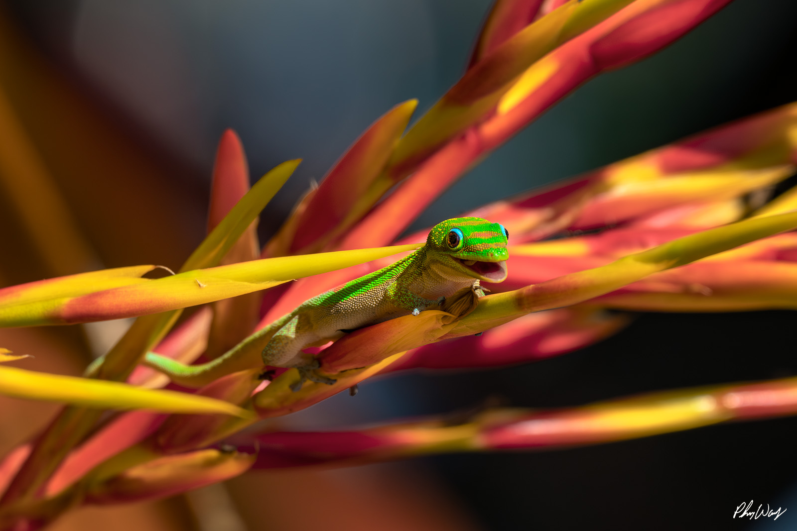 Happiest Gecko Bright green day gecko perched on red and yellow heliconia flowers in Kona Hawaii.