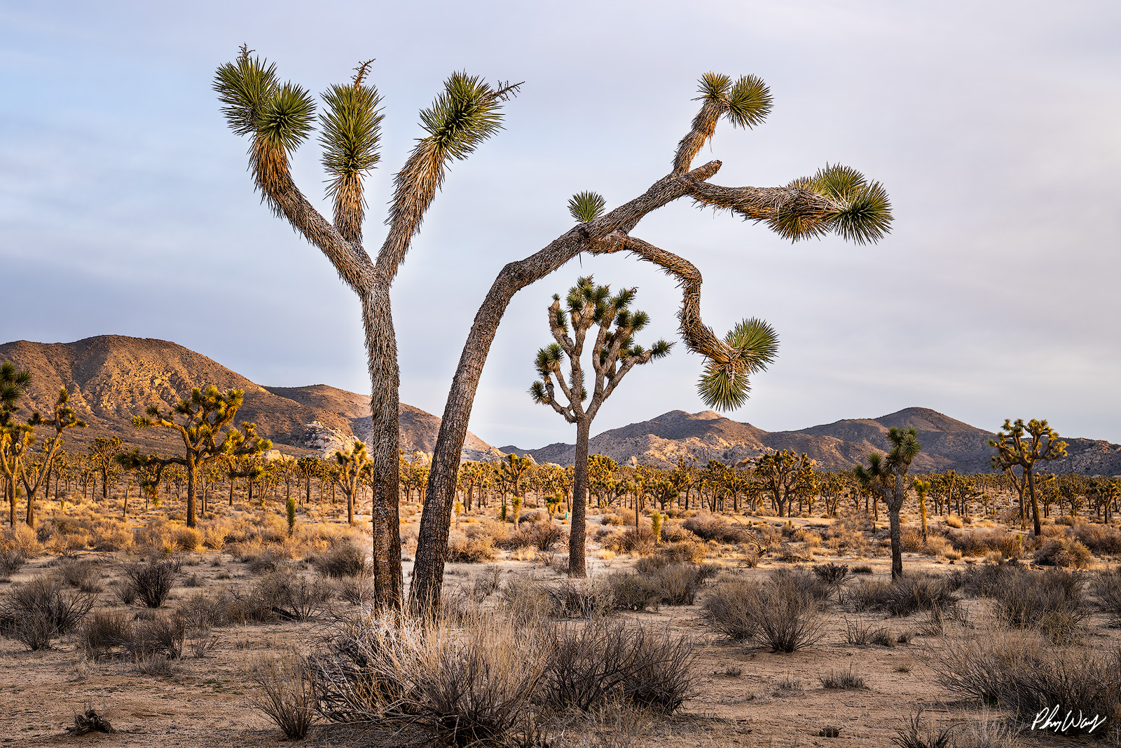Joshua Forest Joshua trees spread across a desert valley with mountains in the background at Joshua Tree National Park.