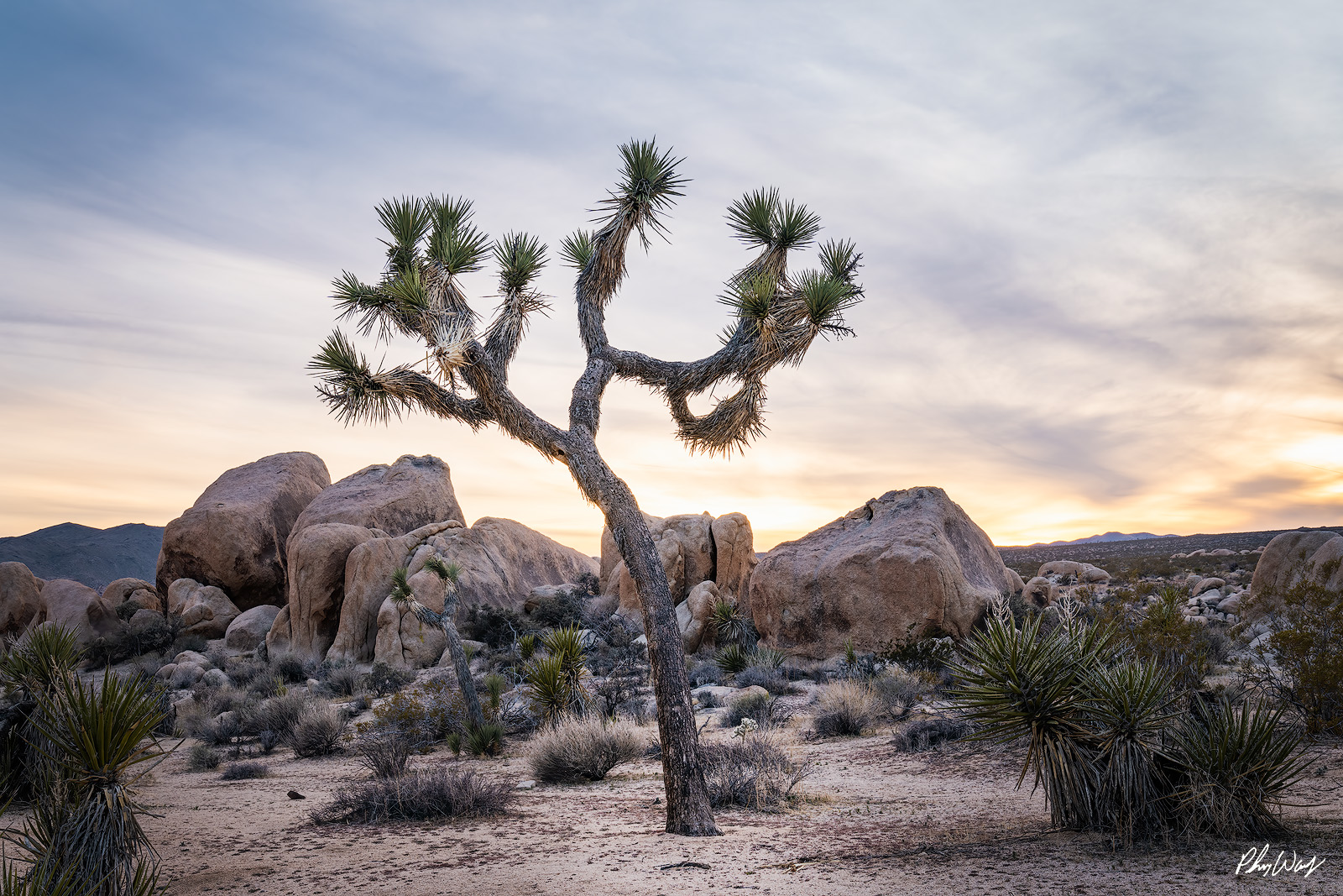 Joshua Lean Leaning Joshua tree with granite boulders at sunset in Joshua Tree National Park California.