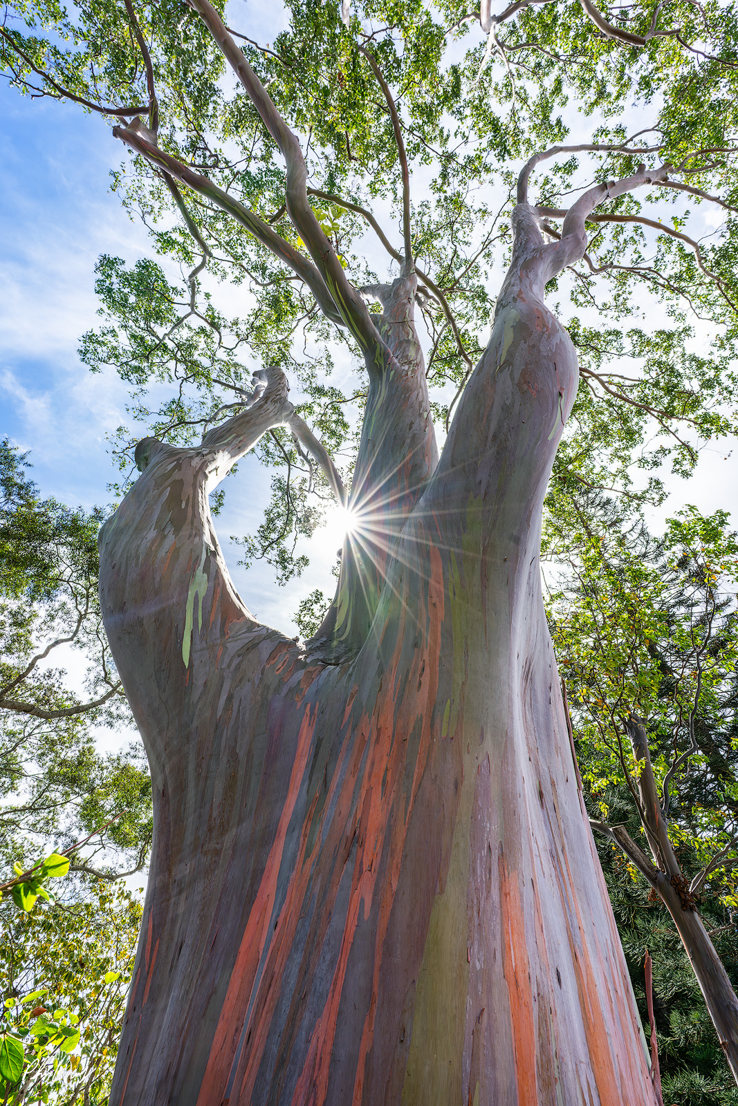 King Gum Tree Rainbow eucalyptus tree viewed from below with sunlight shining through branches in Oahu Hawaii.