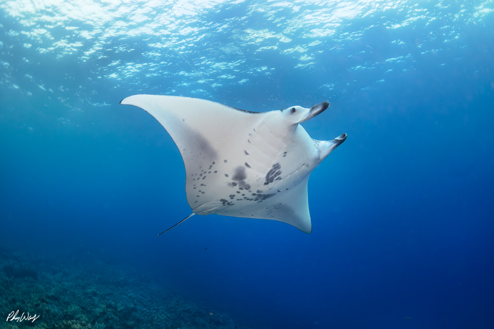 Manta Ray Glide Manta ray gliding through clear blue water near the surface off Kona on the Big Island of Hawaii.