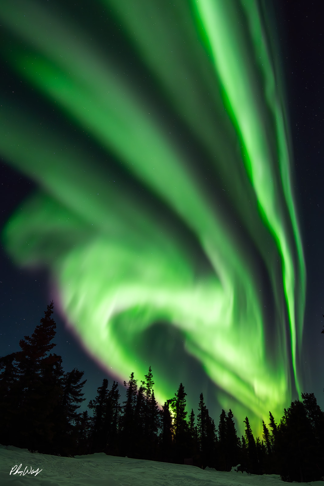 Northern Lights Spectacular Bright green northern lights swirling above forest at night in the White Mountains Yukon Alaska