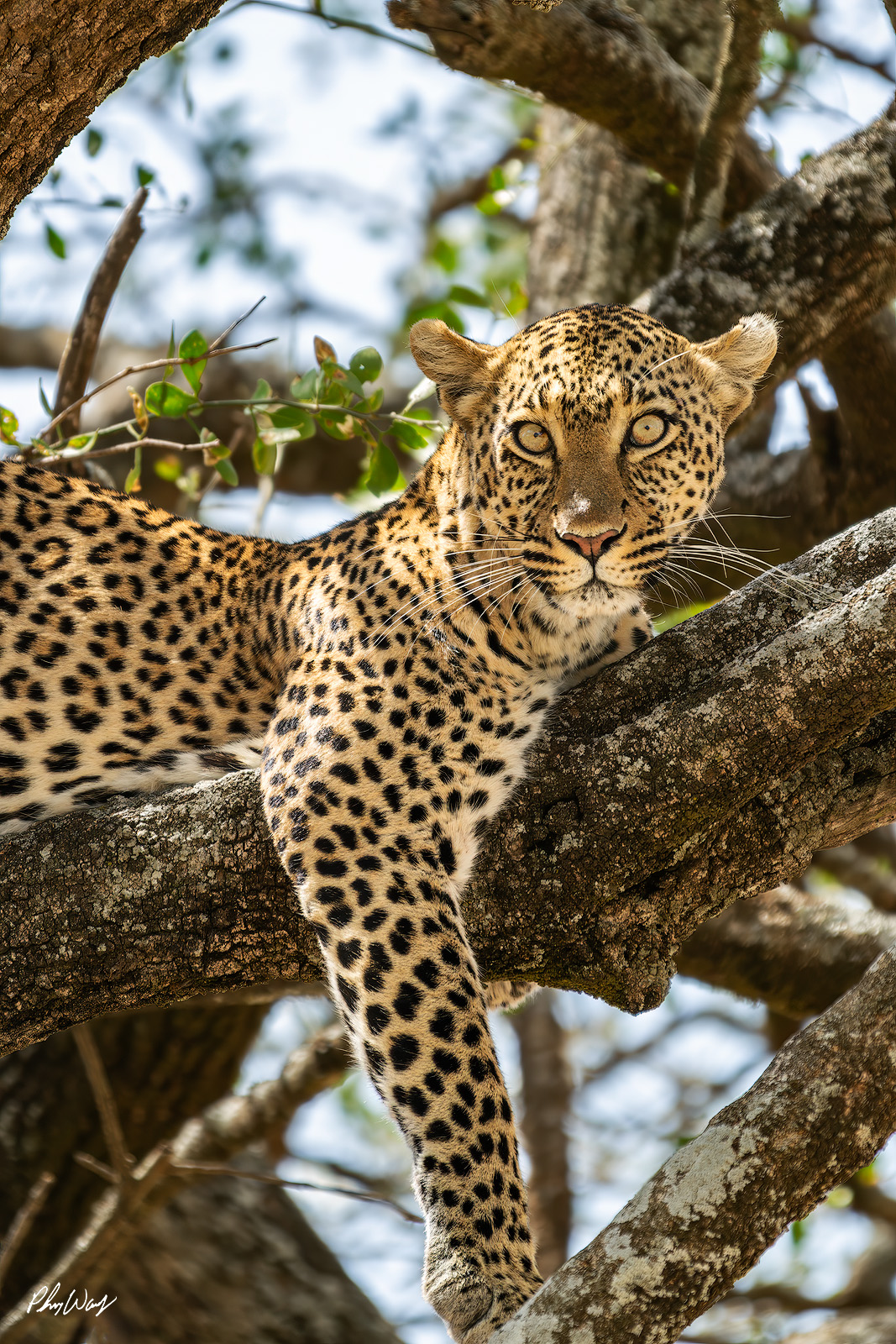 Oh Really Leopard Leopard resting in a tree and staring directly at the camera in Serengeti National Park Tanzania