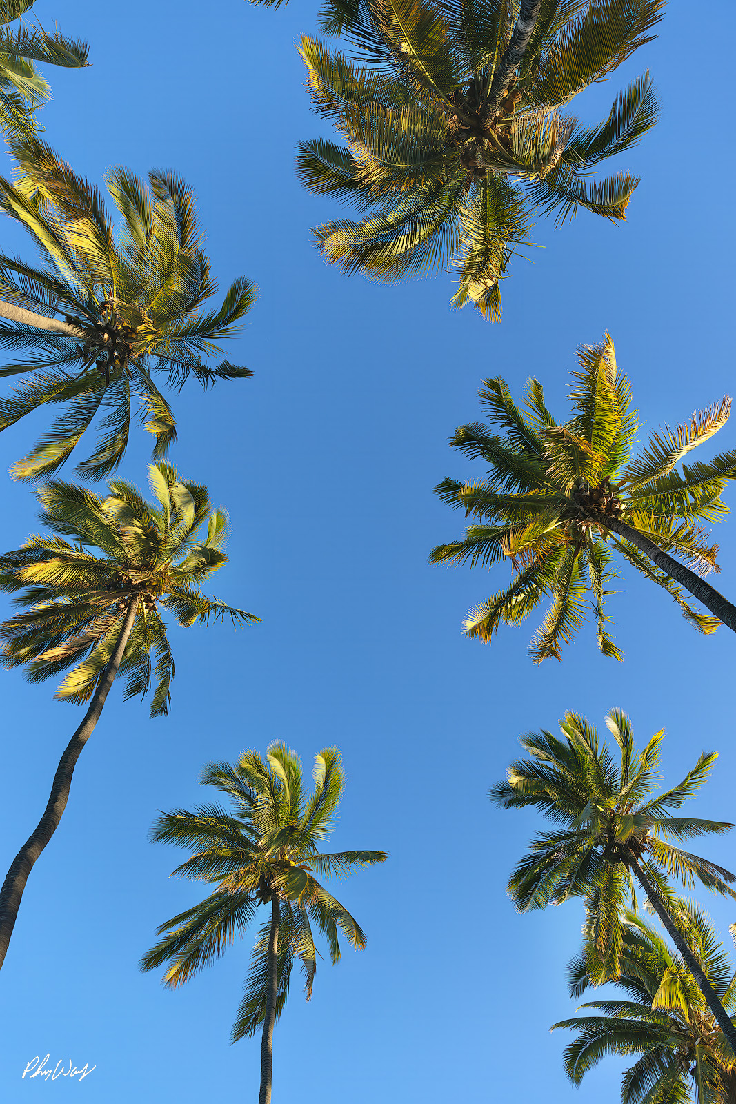 Straight Up Palms Palm trees viewed from below forming a circular pattern against a clear blue sky in Santa Monica, California.