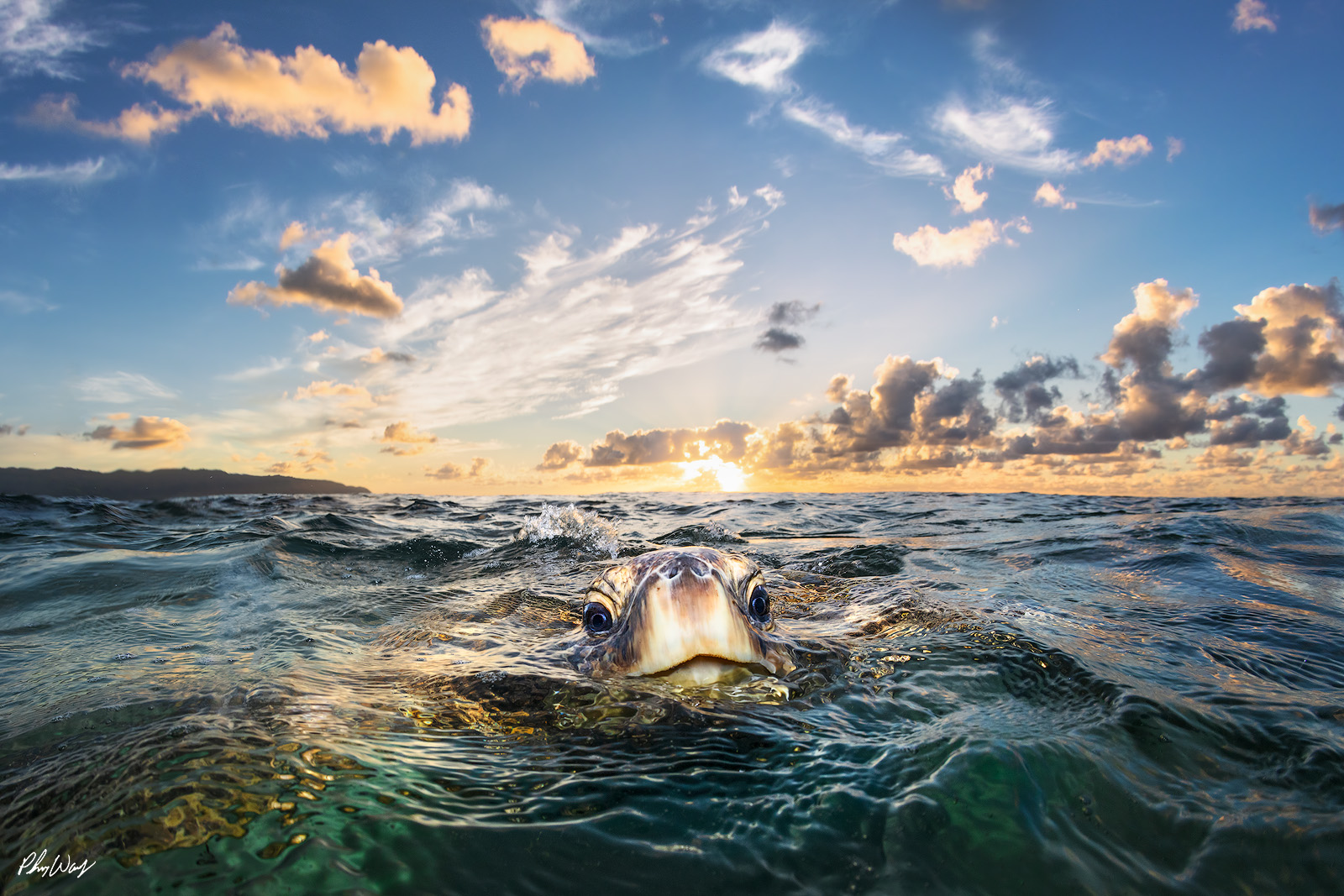 Peek a Boo Turtle A smiling green sea turtle swims toward the camera at sunset in the ocean near Haleiwa on the North Shore of Oahu, Hawaii.