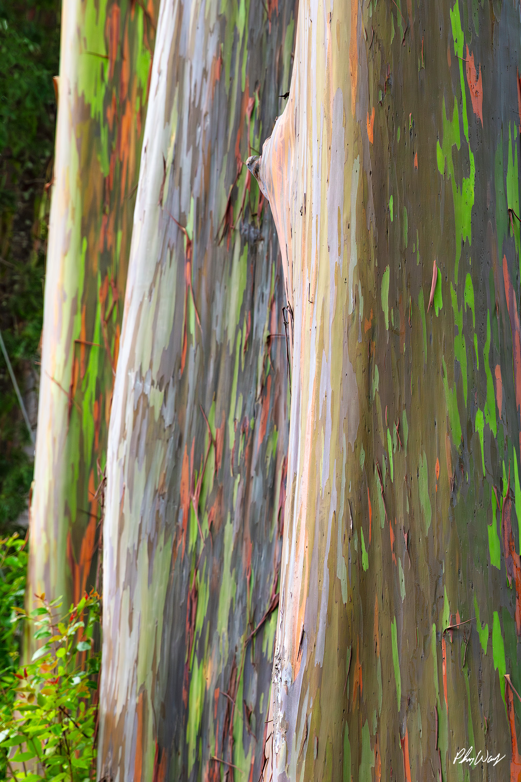 Rainbow Eucalypyus Trees Close up of colorful rainbow eucalyptus tree bark with natural green, orange, and red patterns in Hawaii.