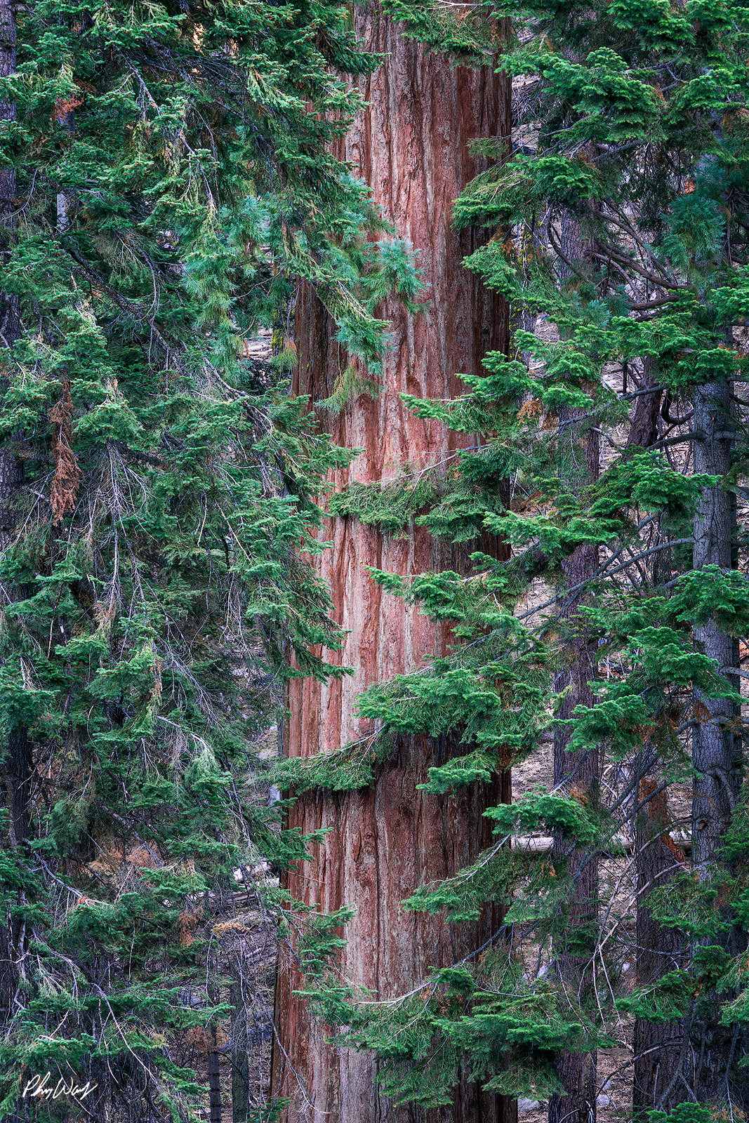 Protected Sequoia Close view of a giant sequoia trunk surrounded by evergreen branches in Sequoia National Park, California.