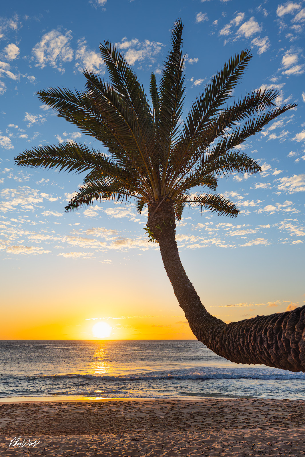Sunset Beach Palm Tree A curved palm tree leans toward the ocean at sunset on Sunset Beach near Haleiwa on the North Shore of Oahu, Hawaii, with golden light reflecting on water and s