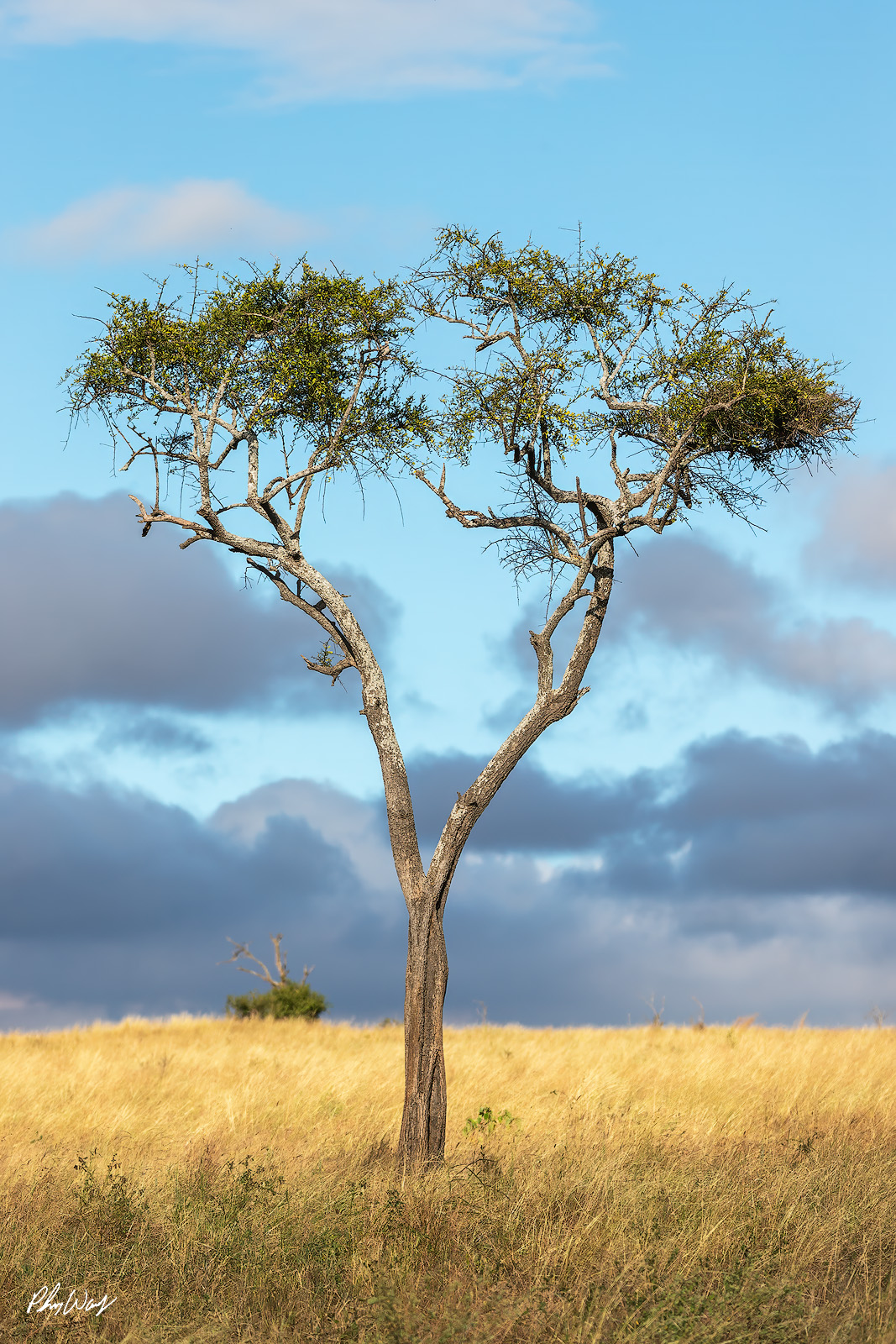 Tree Heart Solitary acacia tree with heart shaped trunk standing in golden grassland under blue sky in Serengeti National Park Tanzania