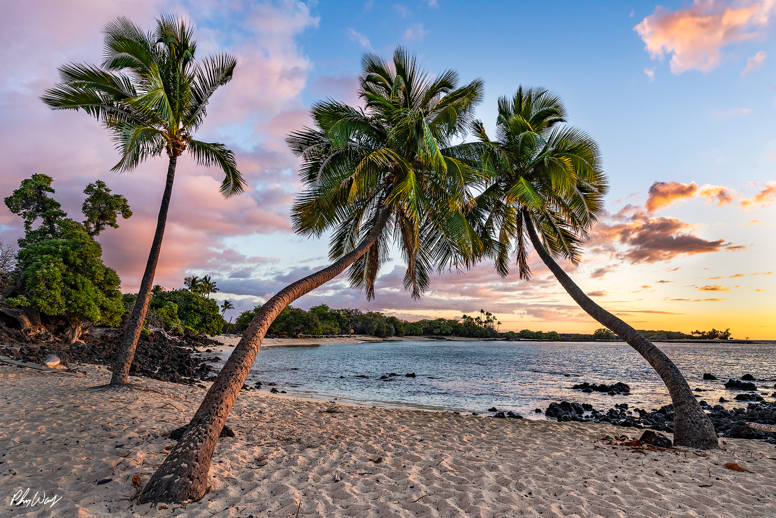 Tree Palmmigos Palm trees leaning over a sandy beach beside calm ocean water at sunset