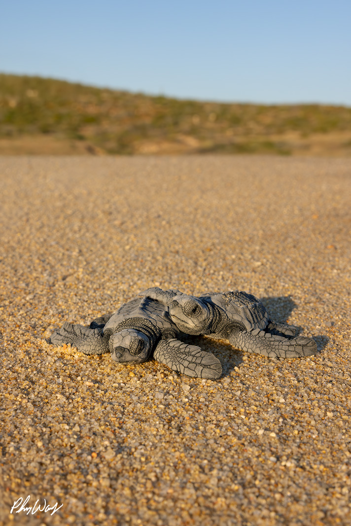 Turtle Friends Two baby sea turtles resting together on sandy ground with a blurred background.