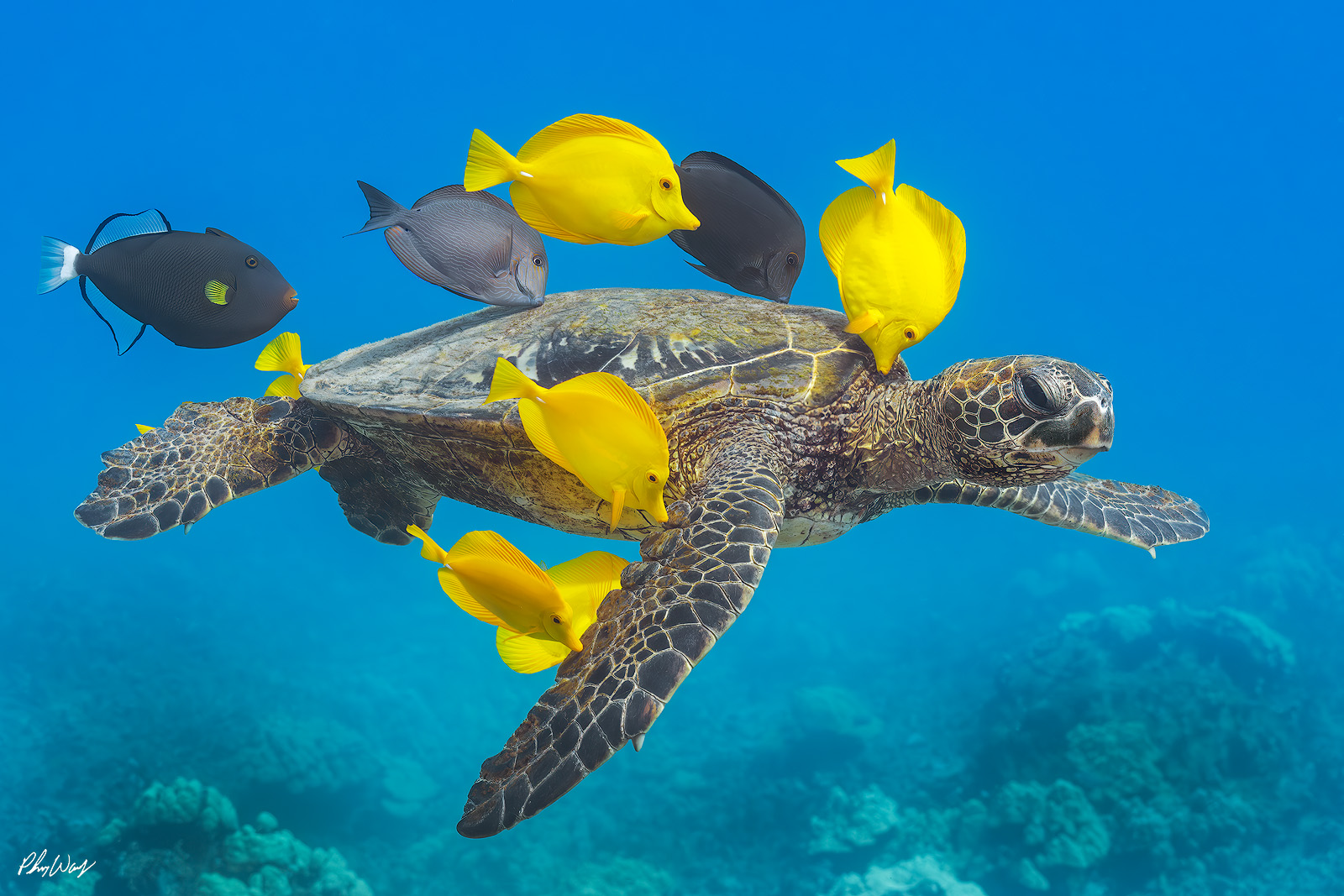A green sea turtle swims through clear blue ocean water near Kona, Hawaii, surrounded by yellow tang fish and reef life in a calm underwater scene.