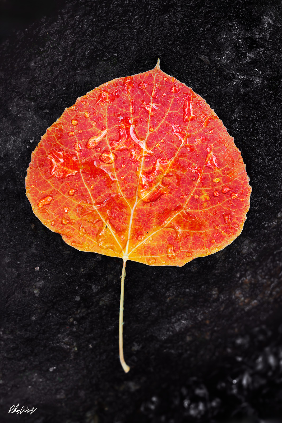 Autumn Leaf Single red aspen leaf with water droplets resting on dark stone in Bishop Creek Canyon, Eastern Sierra Nevada, California.